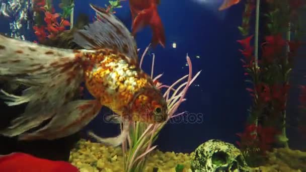 Aquarium-ongewervelde sieraad — Stockvideo