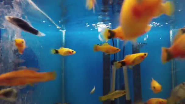 Acuático peces ornamento tanque — Vídeo de stock