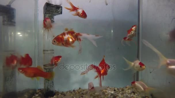 Рибний акваріумний прикрашений бак — стокове відео