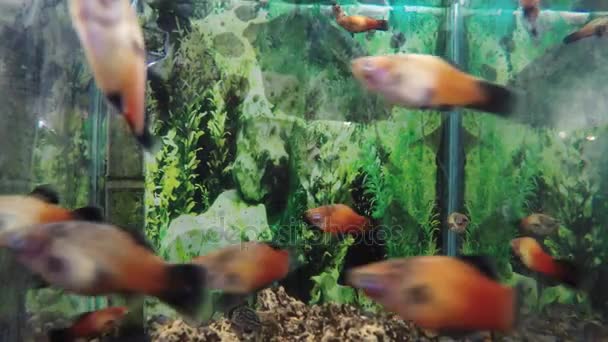 Acuático peces ornamento tanque — Vídeo de stock