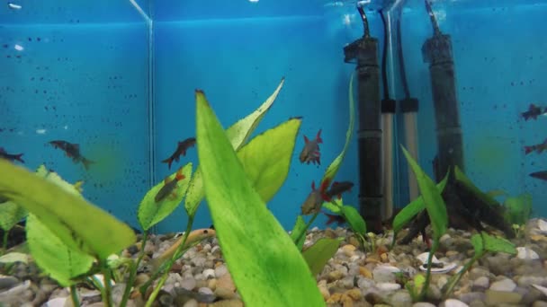 Zbiornika wodnego ornament ryba — Wideo stockowe