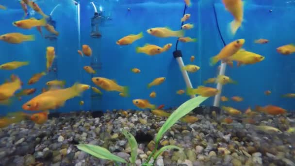 Acuático peces ornamento tanque — Vídeo de stock