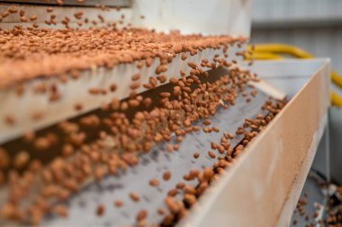 Fıstık sanayi Brezilya işlemek