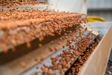 Fıstık sanayi Brezilya işlemek