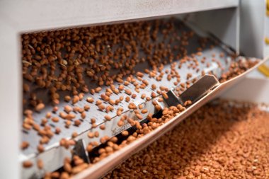 Fıstık sanayi Brezilya işlemek