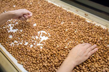 Fıstık sanayi Brezilya işlemek