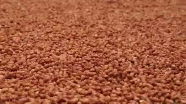 Fıstık sanayi Brezilya işlemek