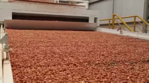 Peanut process industry brazil — Stock Video