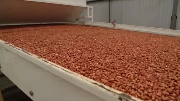 Indústria de processo de amendoim brasil — Vídeo de Stock