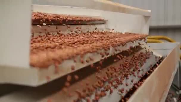 Peanut process industry brazil — Stock Video