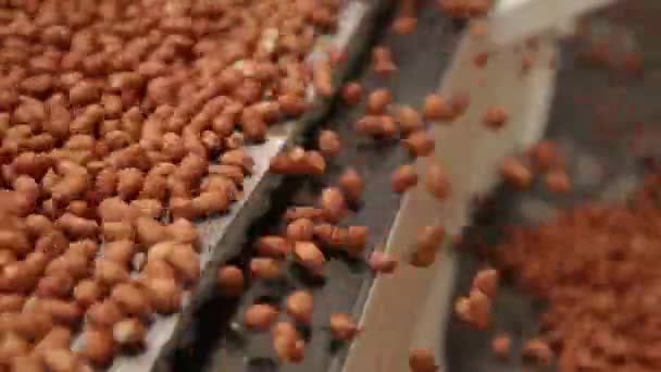 Indústria de processo de amendoim brasil — Vídeo de Stock