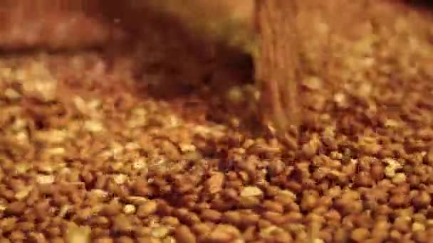 Arachide processus industrie brésilien — Video