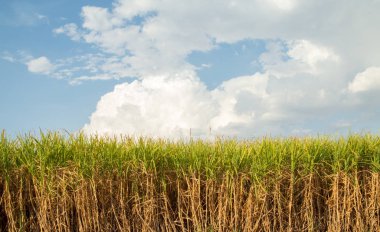 şeker kamışı ekimi
