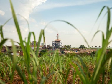 şeker kamışı ekimi