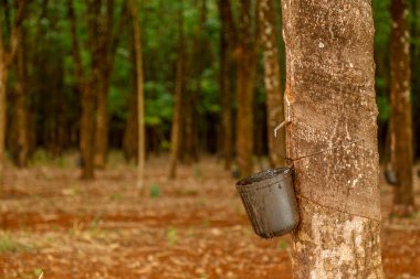 Kauçuk ağacı cultive