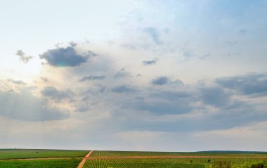 turuncu saç ekimi alanı