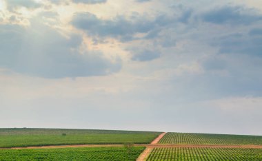 turuncu saç ekimi alanı