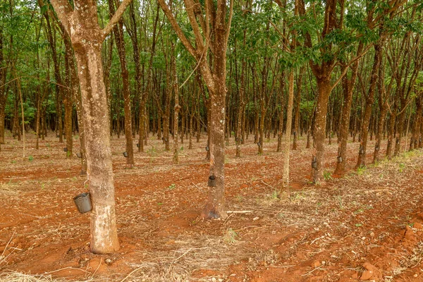Árvore de borracha cultive — Fotografia de Stock