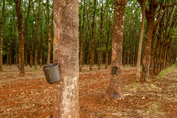 rubber tree cultive