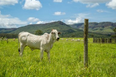 cattle farm montain pecuaria brazil clipart