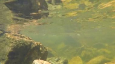 taş nehir Milli Parkı serra da canastra Brezilya