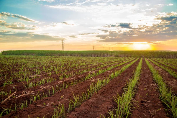 Красивая Плантация Сахарного Тростника — стоковое фото
