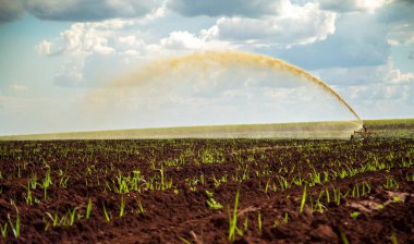 Şeker kamışı günbatımı plantasyon güzel sulama