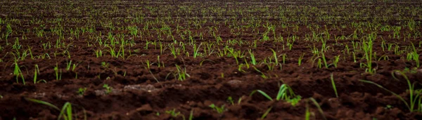 Cana Açúcar Plantação Por Sol Bela Irrigação — Fotografia de Stock