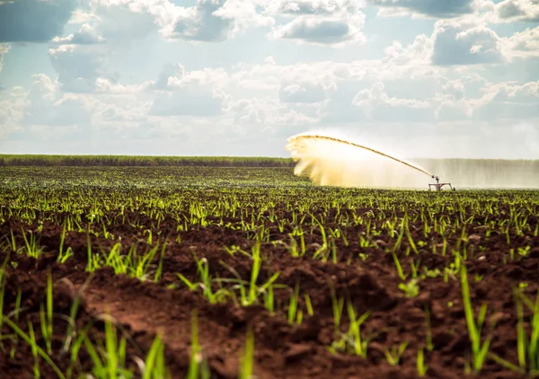 Caña Azúcar Puesta Del Sol Plantación Hermosa Irrigación — Foto de Stock