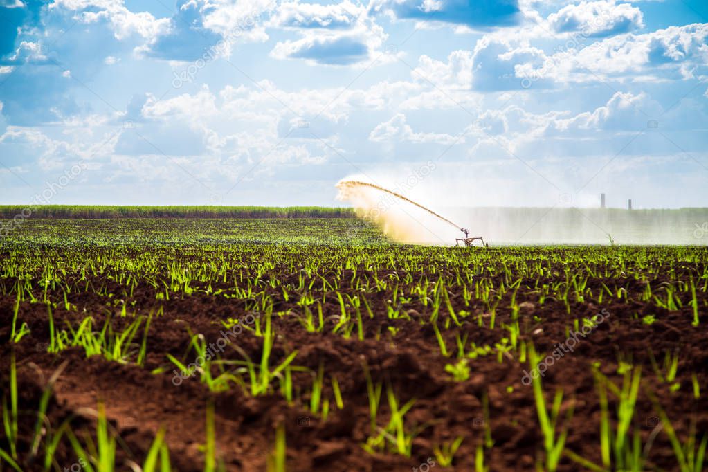 Sugar cane sunset plantation beautiful irrigation