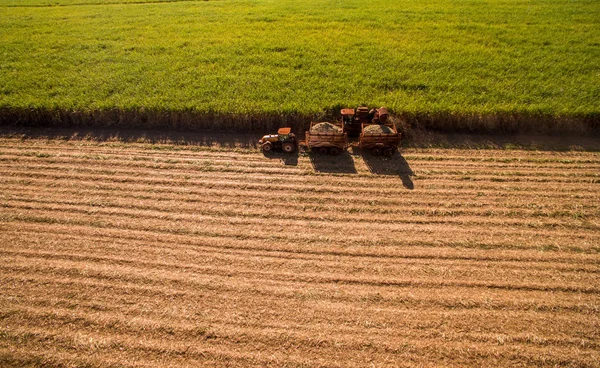 Suikerriet Heeft Hoogste Aanplant Vanuit Lucht — Stockfoto