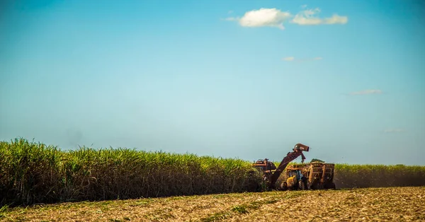 Şeker kamışı hasvest ekimi