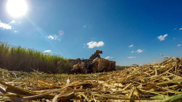 Şeker kamışı hasvest ekimi