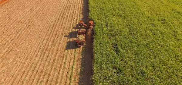 Şeker kamışının ekili havası vardır.