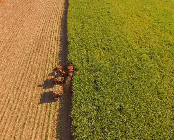 Şeker kamışının ekili havası vardır.