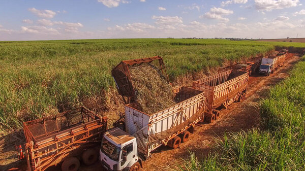 Sugar cane hasvest plantation aerial