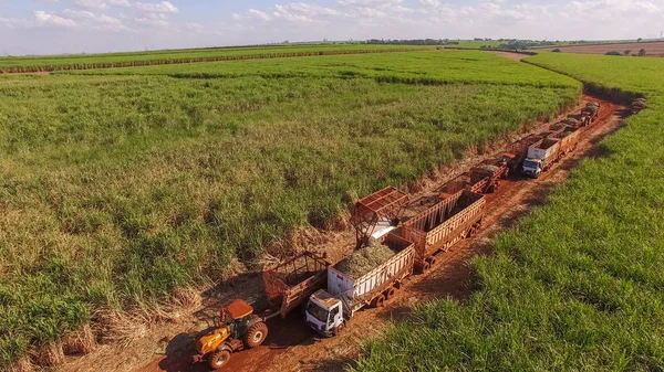 Şeker kamışının ekili havası vardır.