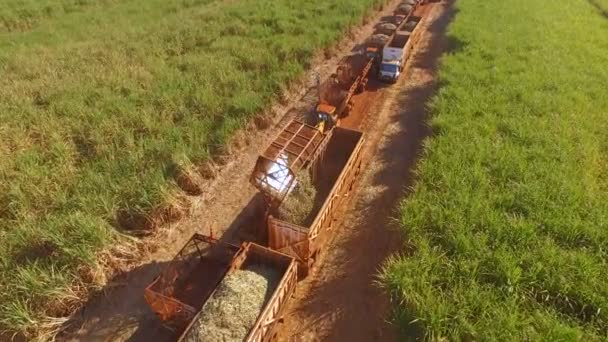 Cana de açúcar hasvest plantação aérea — Vídeo de Stock