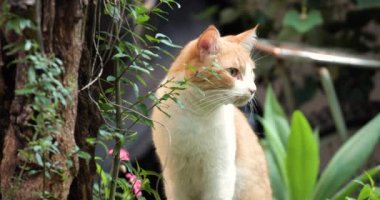 Kedi güzel siyah ve sarı doğada