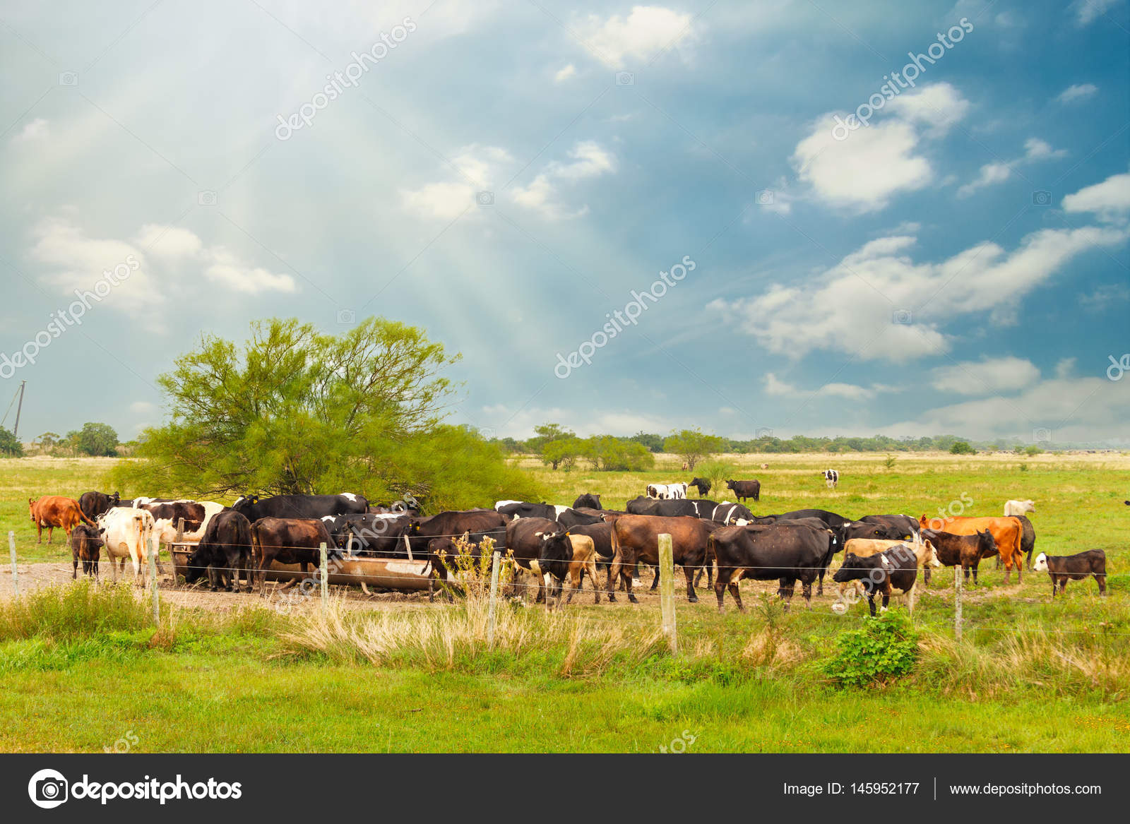 Several cows drinking water from a drinking fountain in a field — Stock Photo © simonmayer