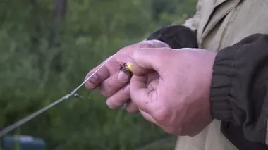 balıkçı kanca çubuk üzerinde balık için yem olarak solucanlar koyar