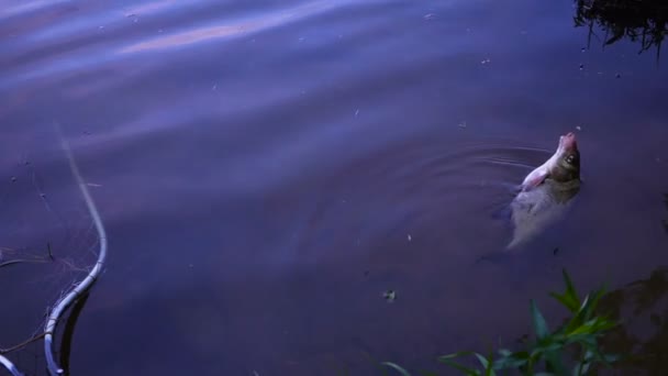 Visserij zweven in het meer — Stockvideo