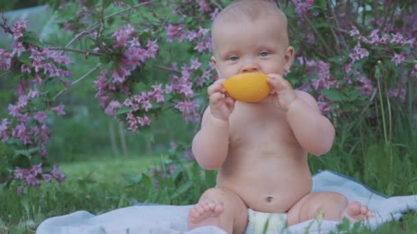 A happy baby eating an orange in the nature . — Stock Video