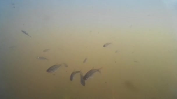 pêche au harpon dans la rivière, lac. Troupeaux de petits poissons et de brochet 
