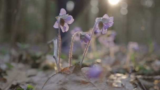 Beautiful young girl goes through forest flowers — Stock Video