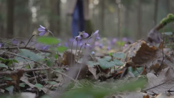 Bela jovem passa por flores da floresta — Vídeo de Stock