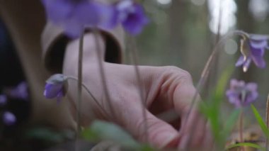 güzel genç kız ormandaki yabani çiçekler toplar