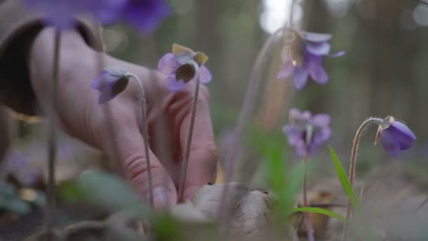 Bela menina recolhe flores selvagens na floresta — Vídeo de Stock