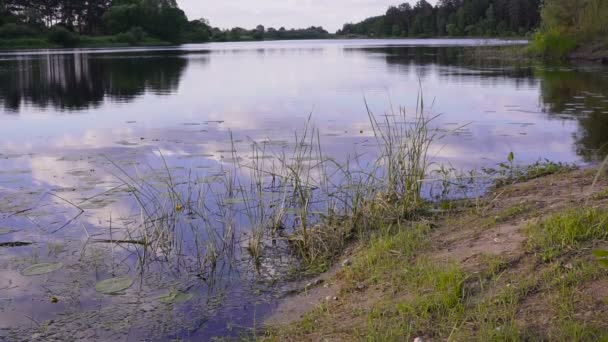 Paysage naturel estival, Point de Vue, Promenade sur un lac forestier . — Video