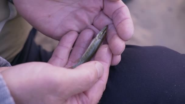Kezében kis élő halak csuka — Stock videók